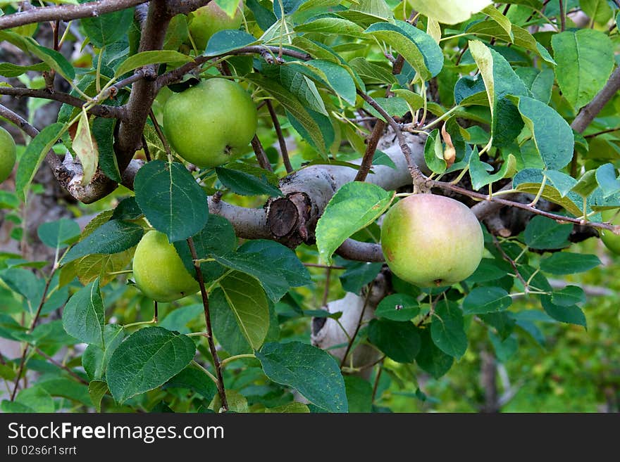 Close up of apples growing on a tree