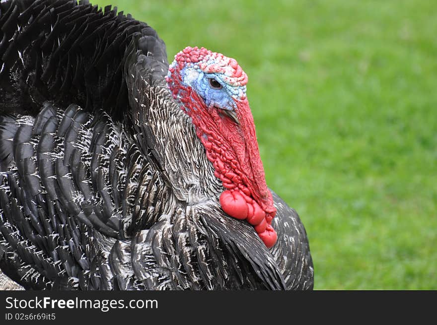 Close-up of a wild strutting turkey. Close-up of a wild strutting turkey