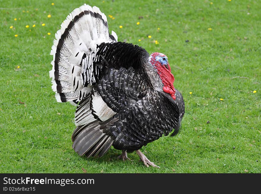 Strutting Turkey