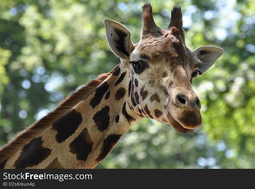 Giraffe Close-up