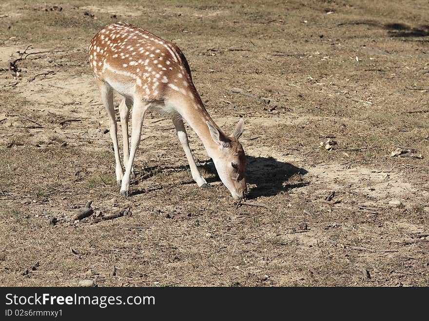 Small deer in the meadow freedom. Small deer in the meadow freedom