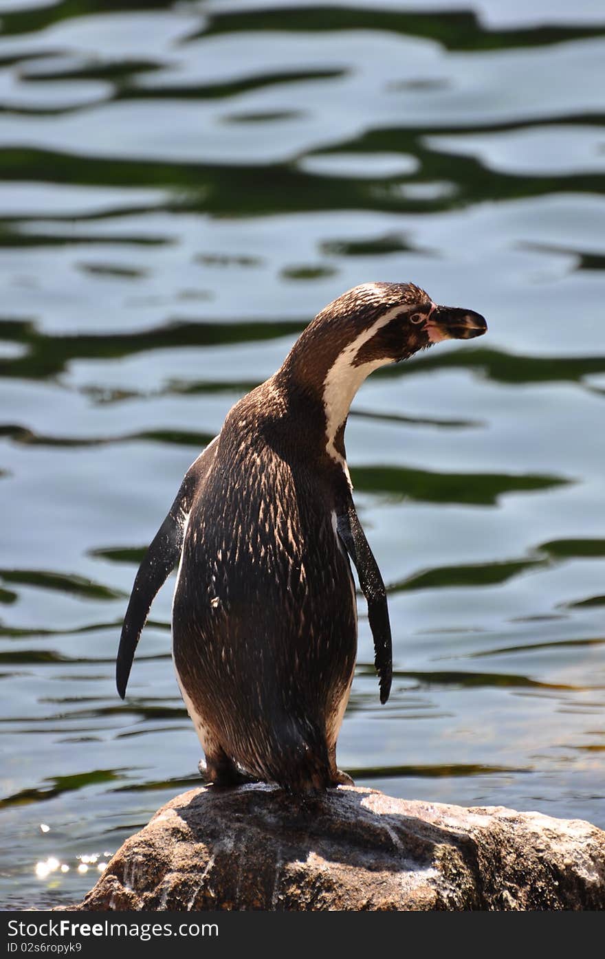 Humboldt penguin