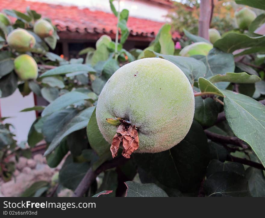 Quinces on branches