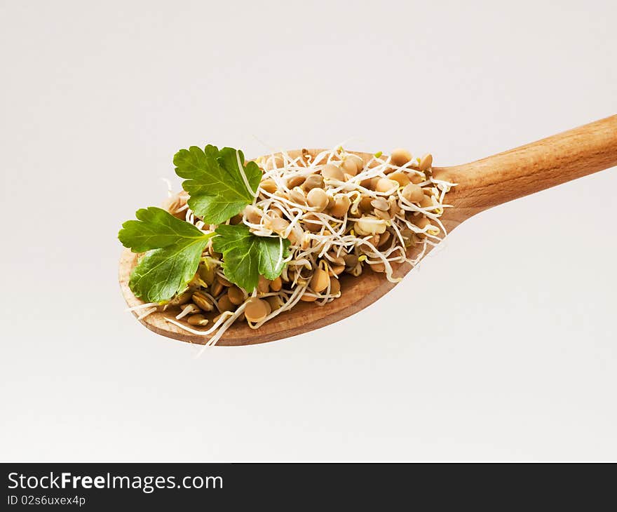 Lentil sprouts on a wooden spoon - detail