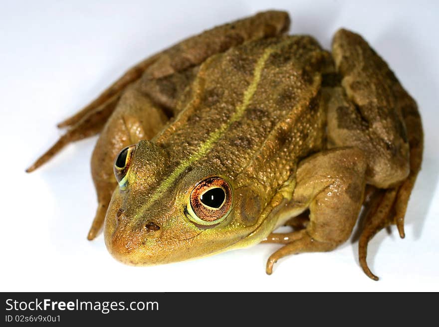 Green-brown frog on white background.