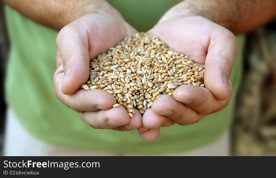 Wheat in hands