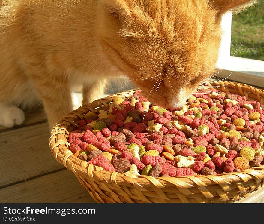 The cat and the food.