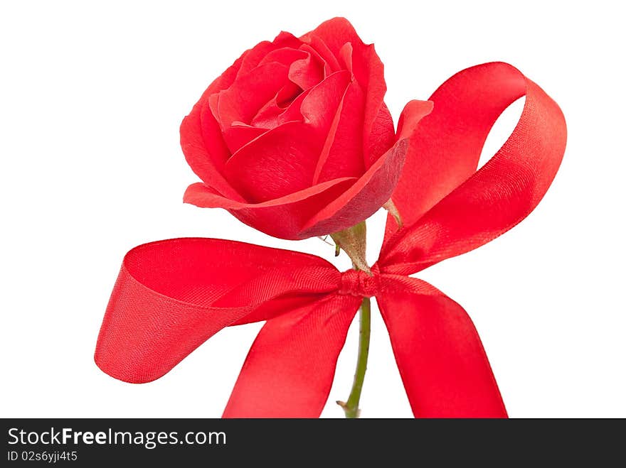 Red rose with bow on white