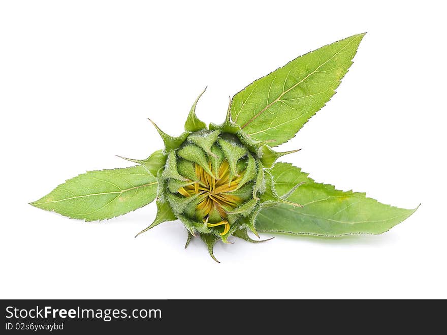 Sunflower bud isolated on white background