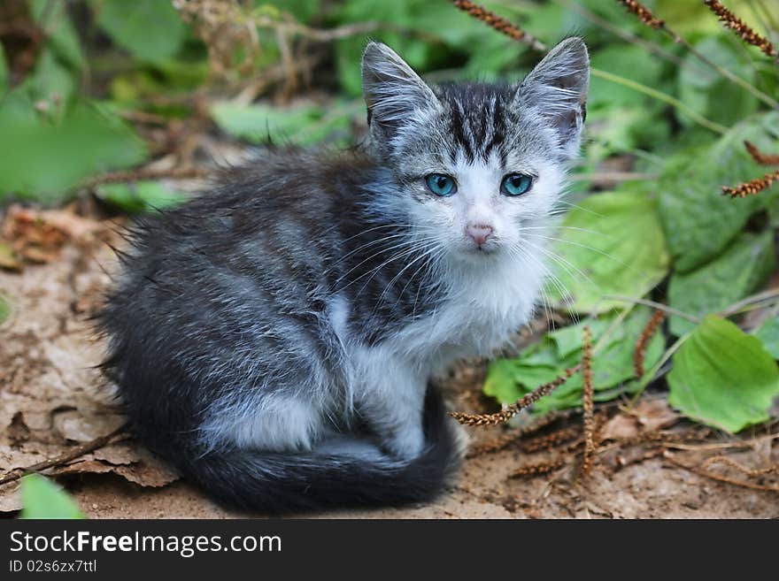 Portrait of a beautiful kitten