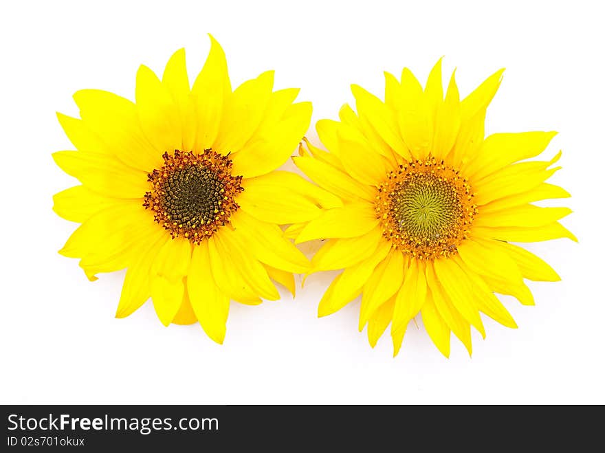 Young sunflowers on white background