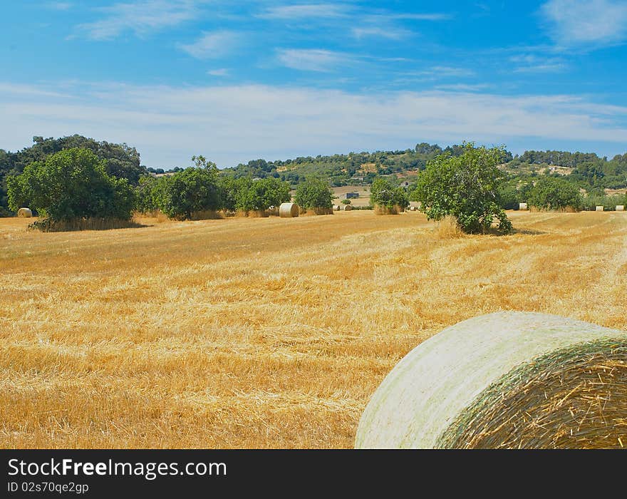 Field with hay bales