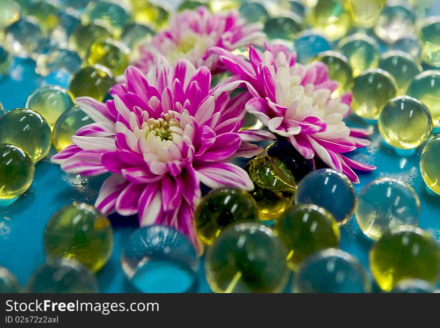 Chrysanthemums With Spheres