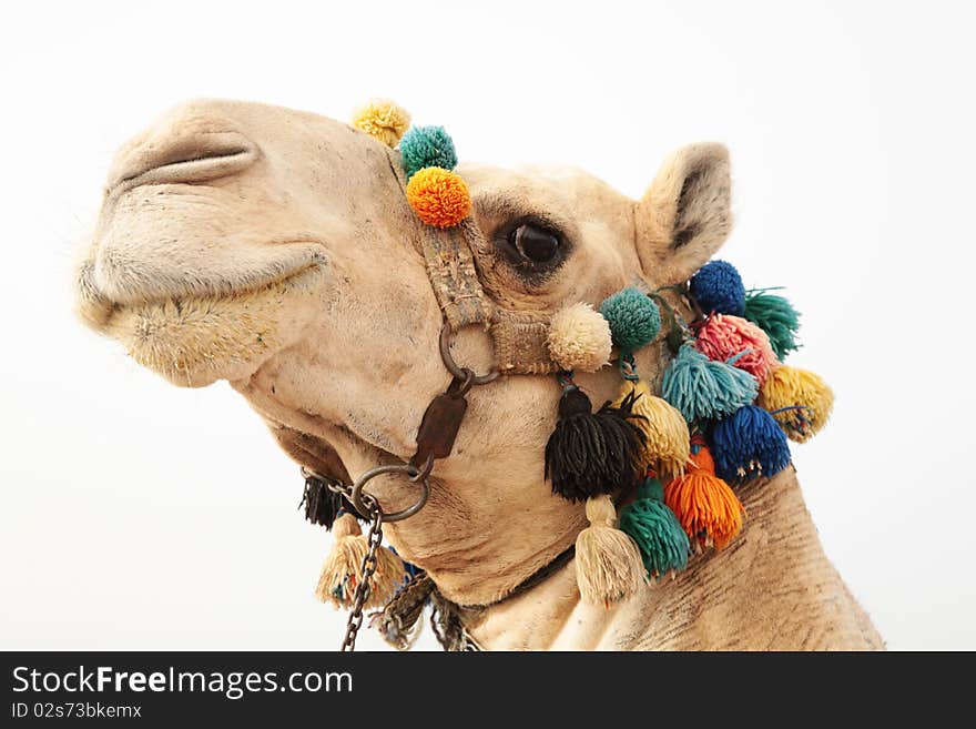 Portrait of a camel