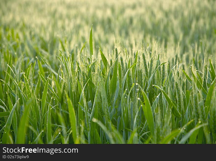 Tender new spring wheat in the morning. Tender new spring wheat in the morning