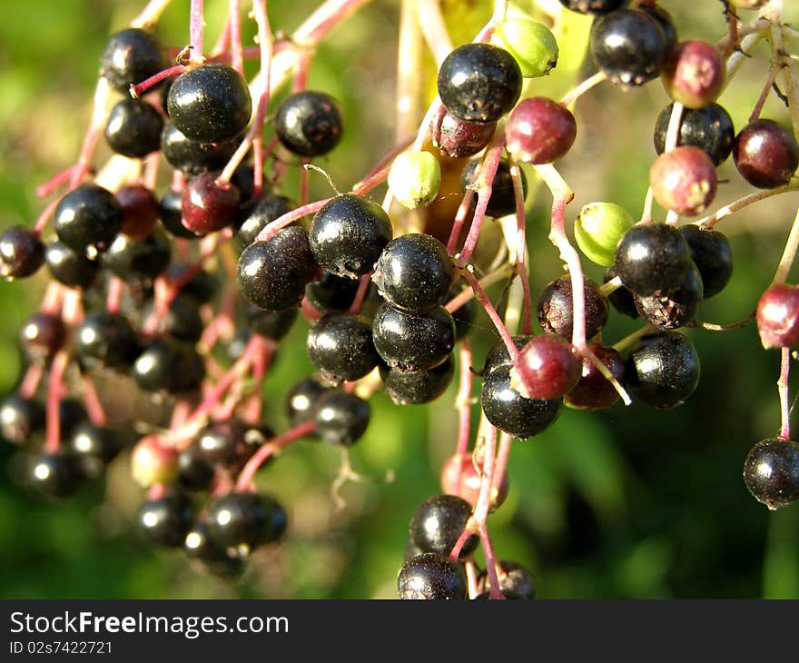 Detail photo of the european elder background