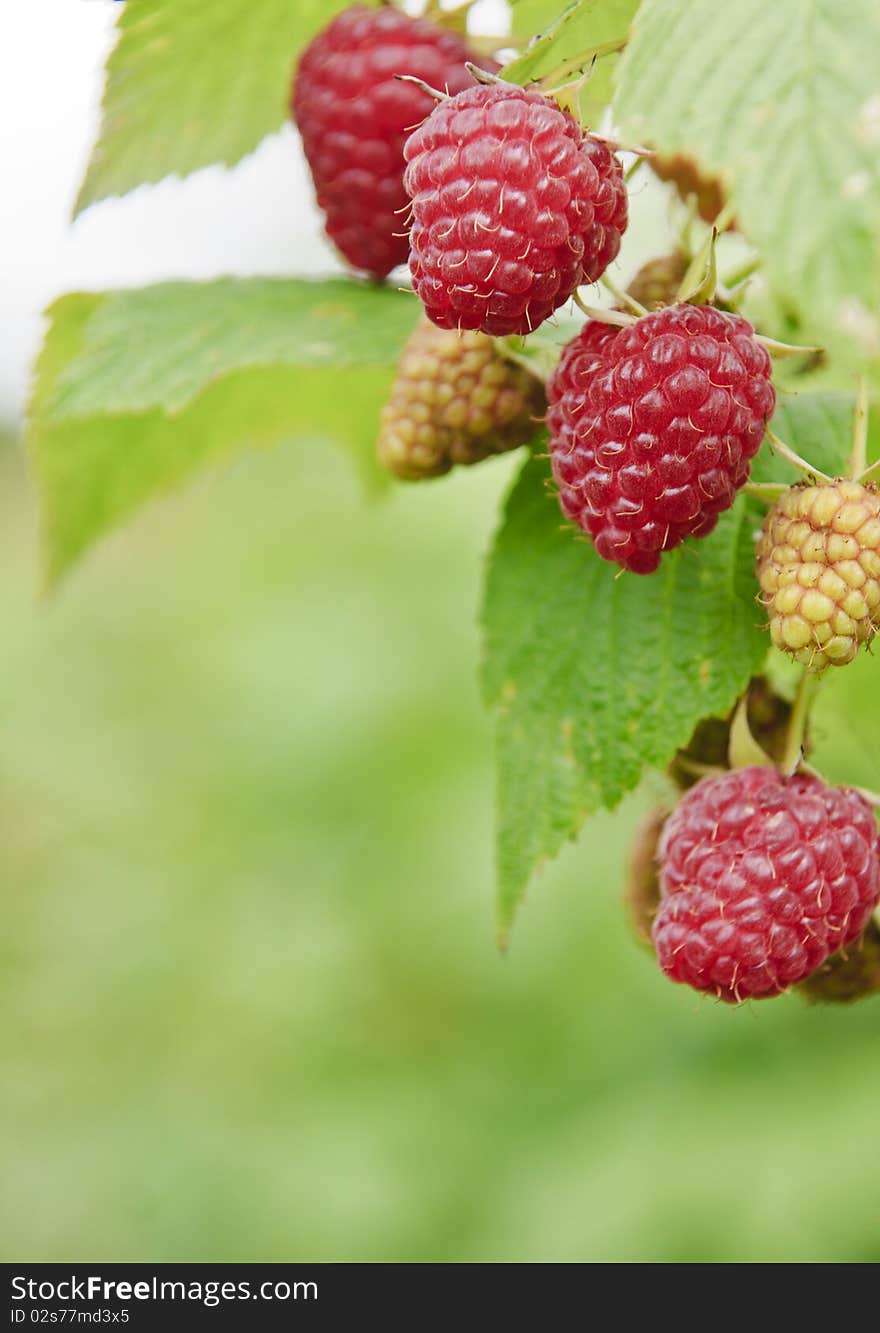 A group of fresh raspberries on branch