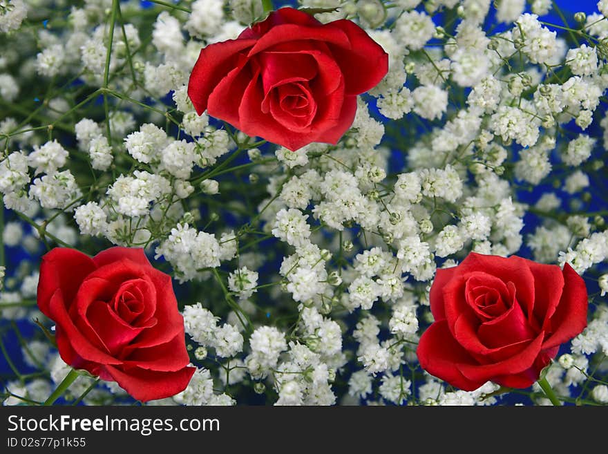 Three red rose on a background of white florets. Three red rose on a background of white florets