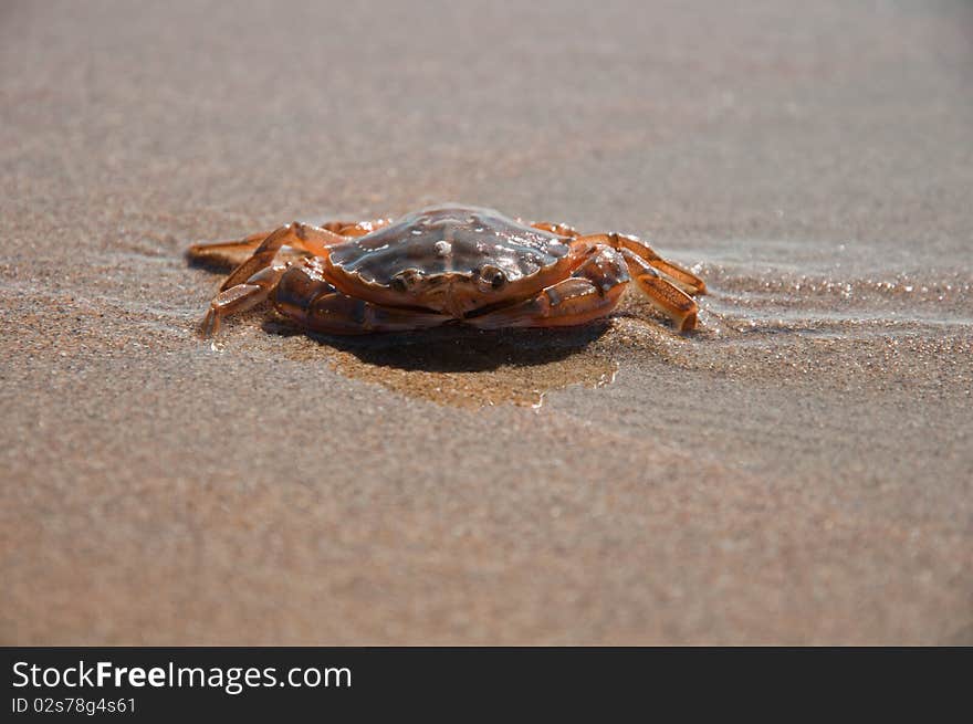 A living crab in the sand