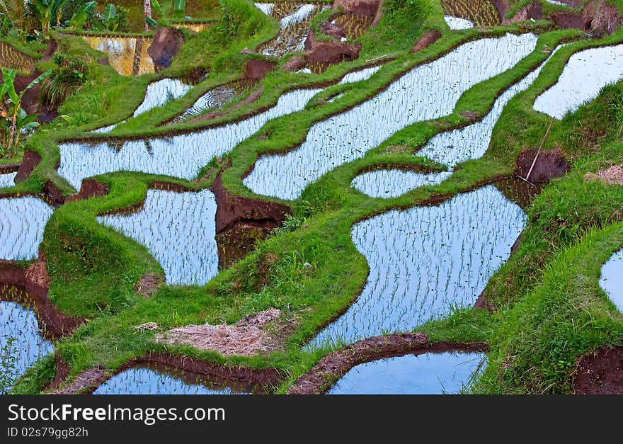 Reflection of the sky on the rice field covered with water. Reflection of the sky on the rice field covered with water