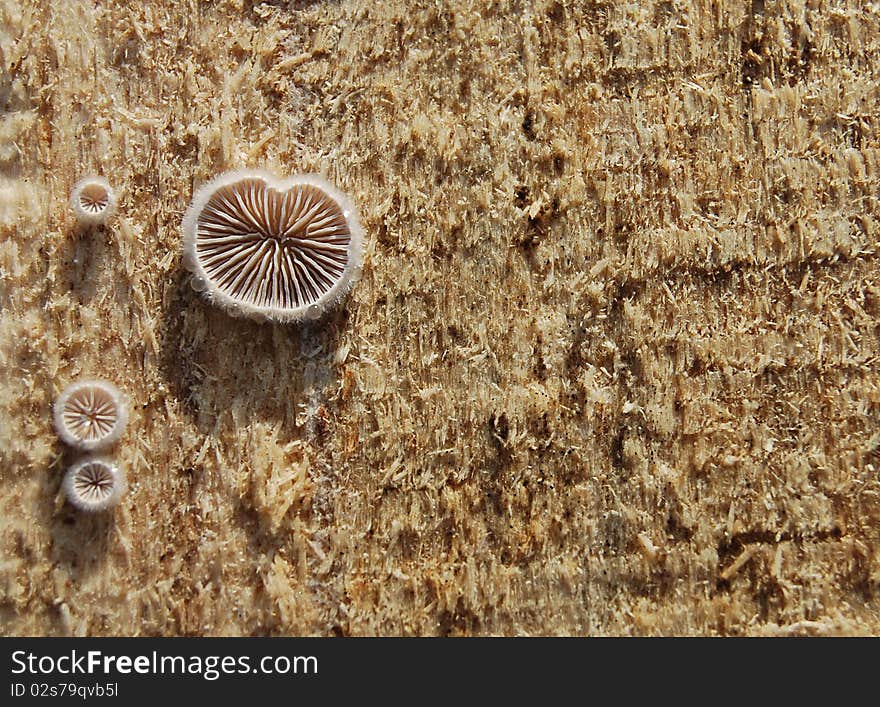 Fungi on wood