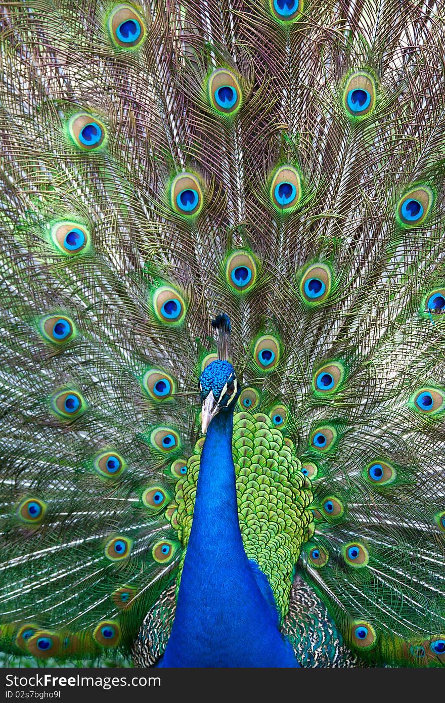 Peacock showing its beautiful, colorful tail in full spread