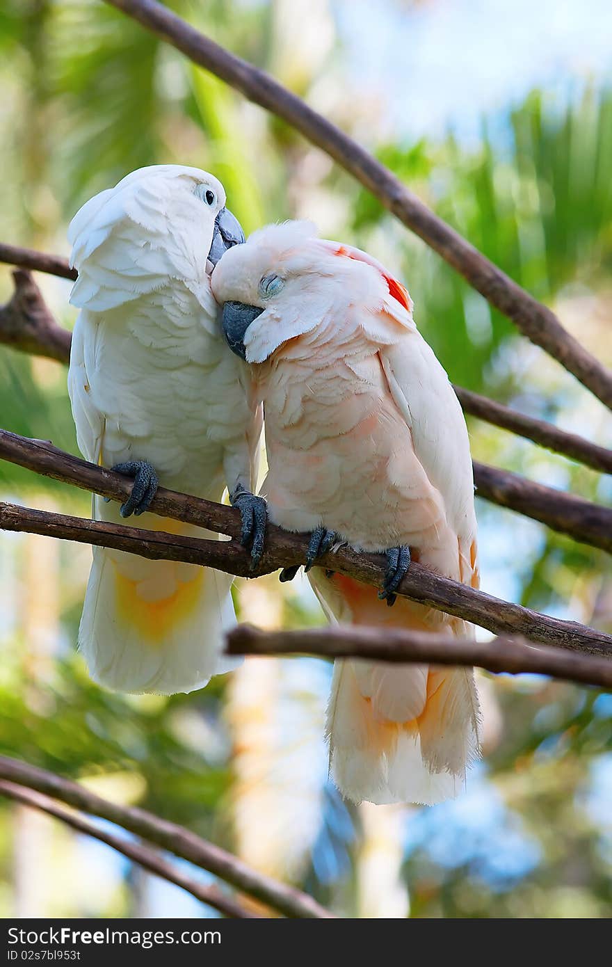 Pair of cockatoo