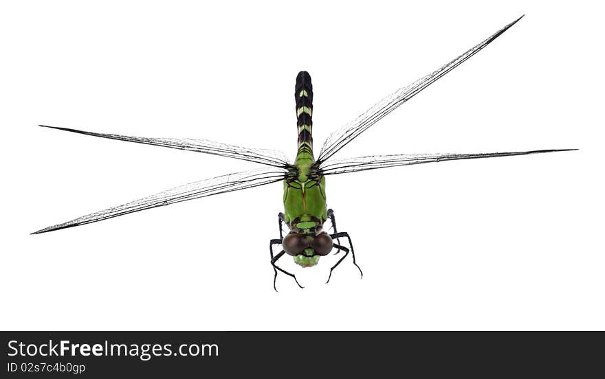 Pondhawk Dragonfly, Erythemis simplicicollis