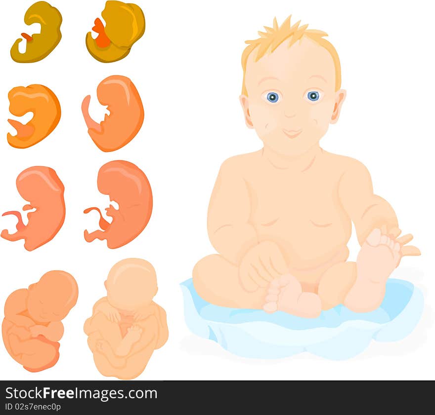 Birth of a baby, evolutionary phase. Birth of a baby, evolutionary phase