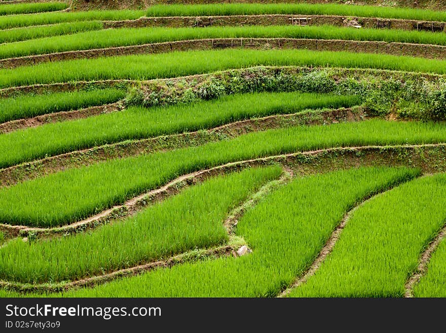 Stepped rice paddies in Sapa, north Vietnam