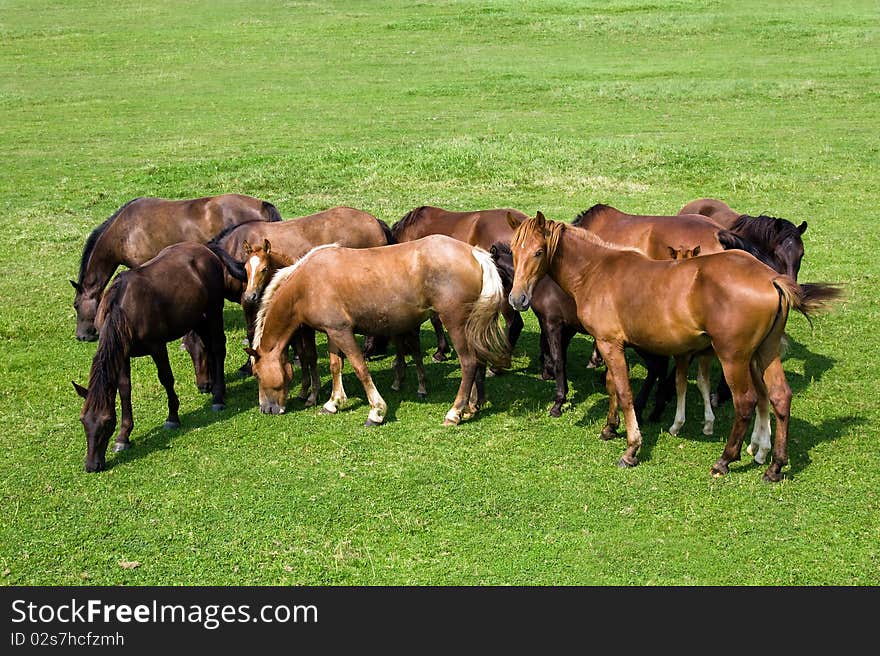 Some horses which are on a green field