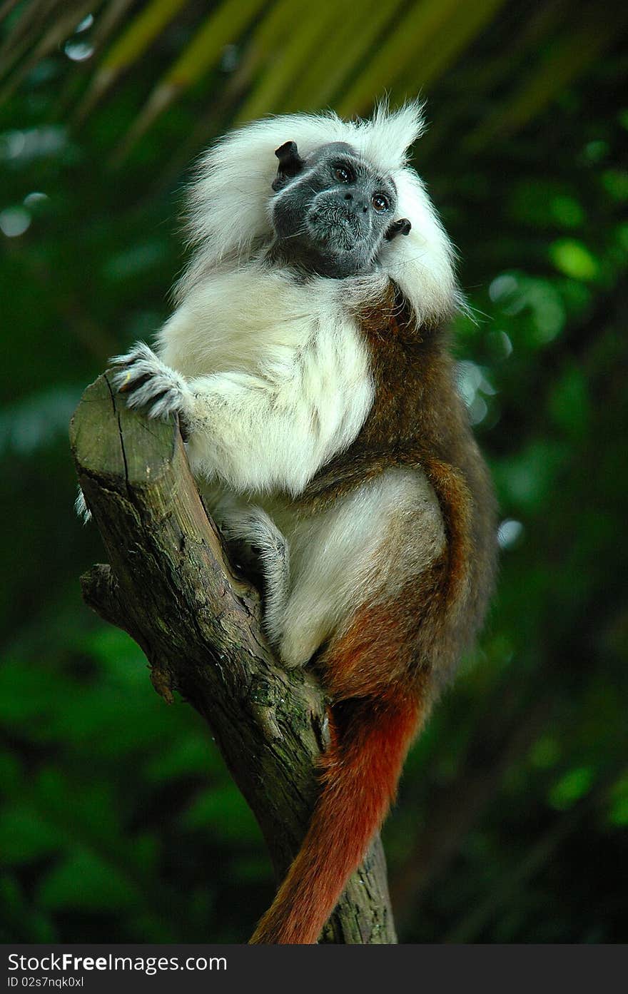 Black face monkey on the tree.