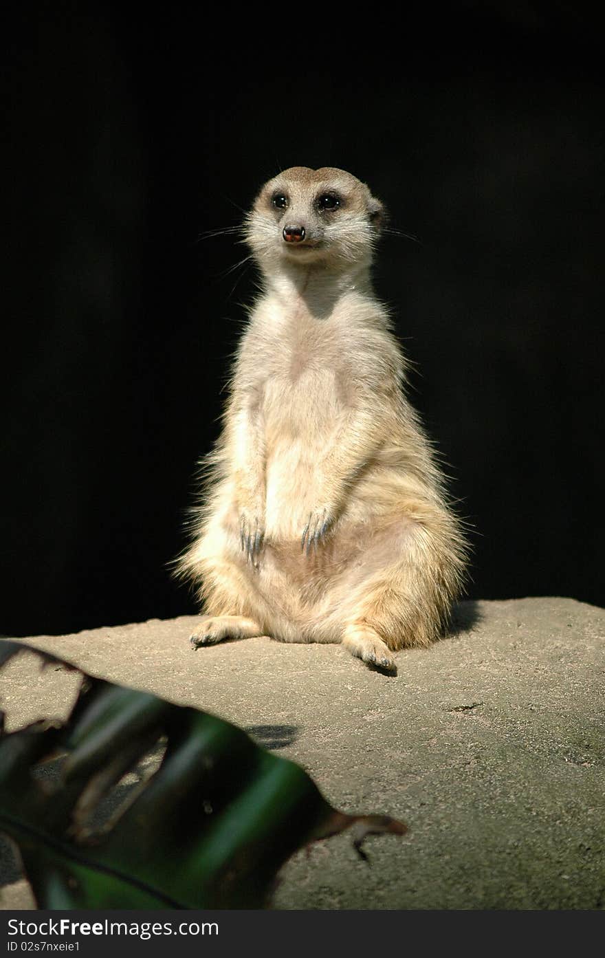 A meerkat sitting on the rock in the cave.