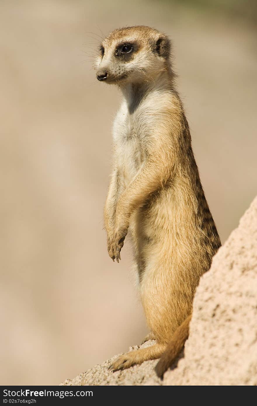 Suricata Standing On A Rock.