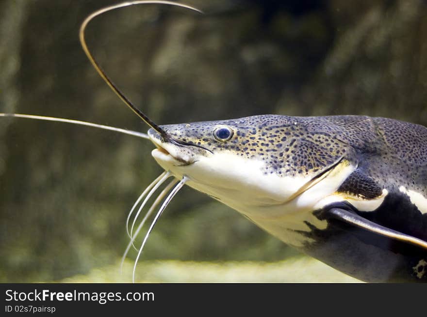 Portrait Of Catfish