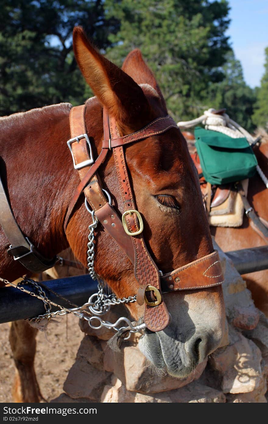 Mule at the Grand Canyon National Park