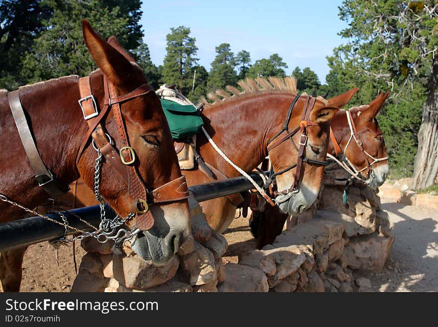 Mule at the Grand Canyon National Park