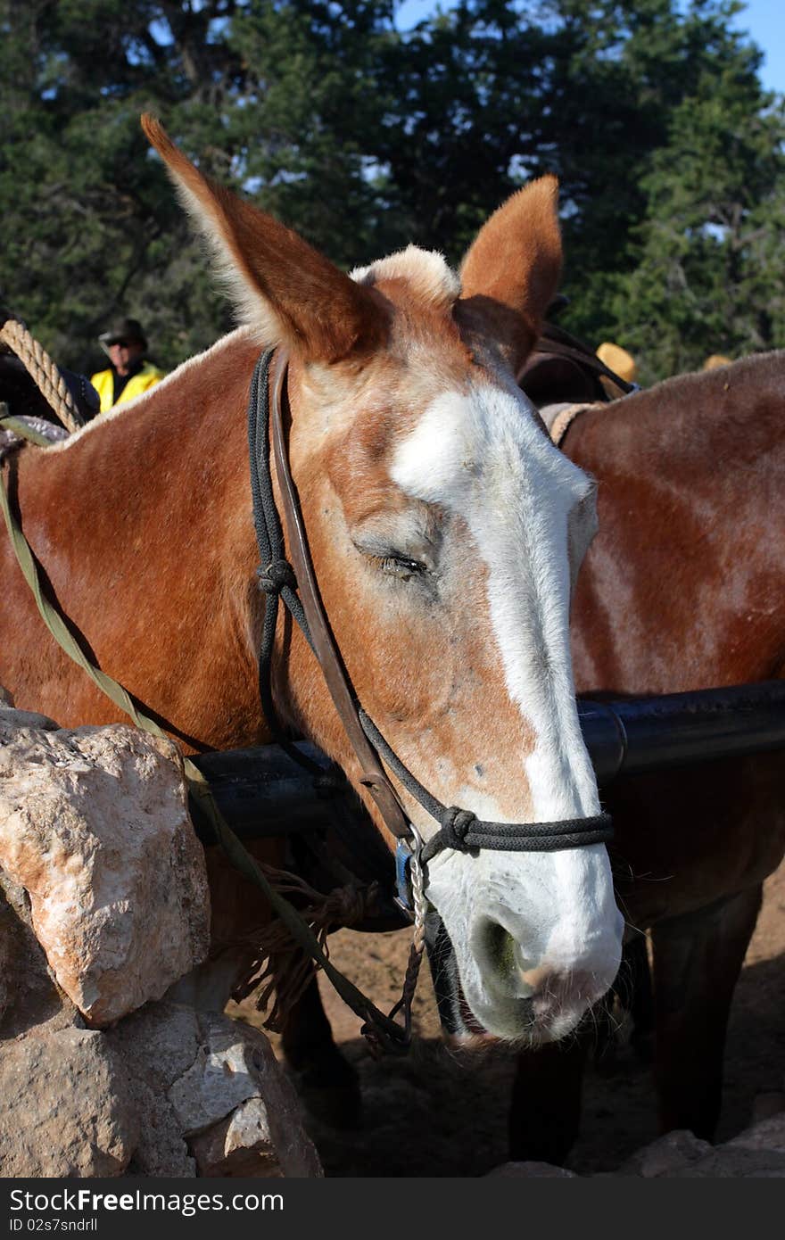 Mule at the Grand Canyon National Park