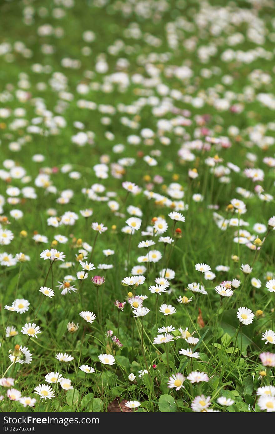 Spring flower daisy meadow