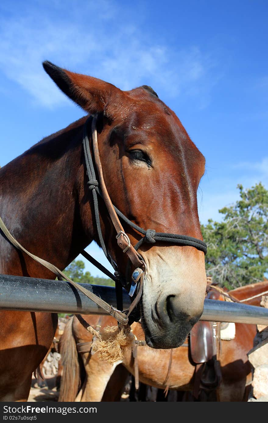 Mule at the Grand Canyon National Park