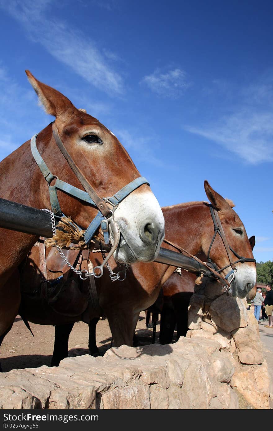 Mule at the Grand Canyon National Park