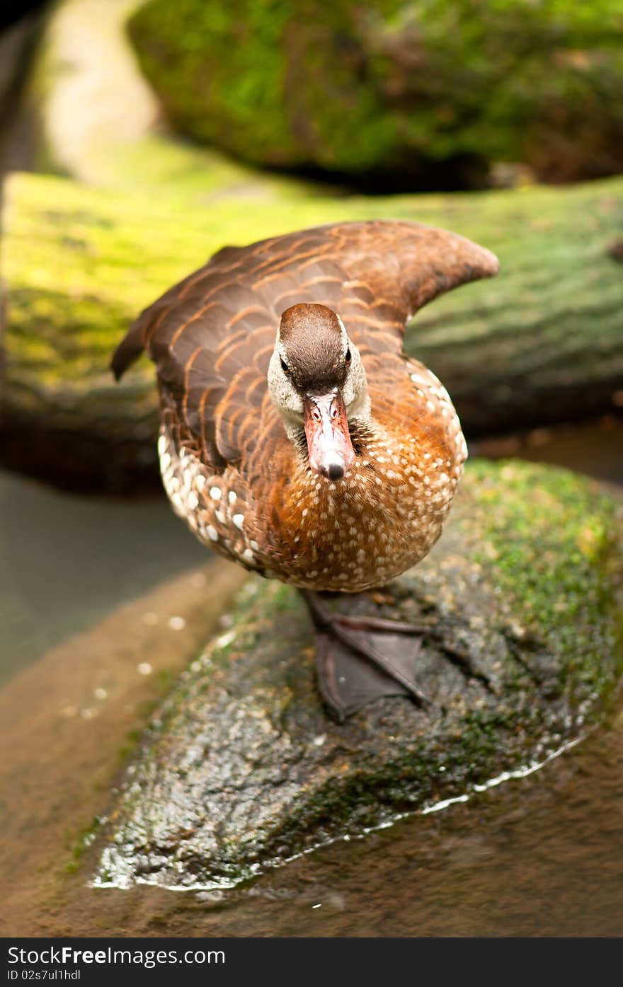 Balancing Duck