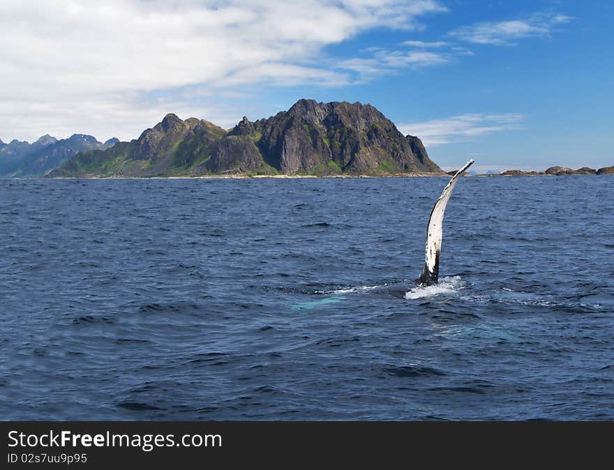 Whale in the Norwegian sea. Whale in the Norwegian sea