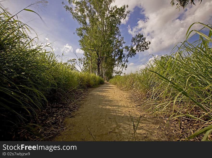 Nature Path