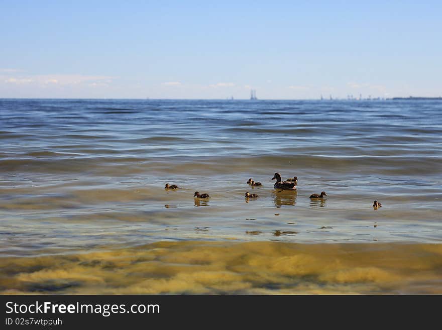 Wildlife duck - seaweed