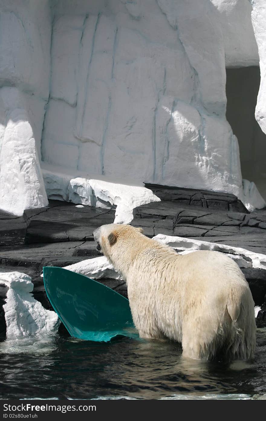 Stock image of polar bear