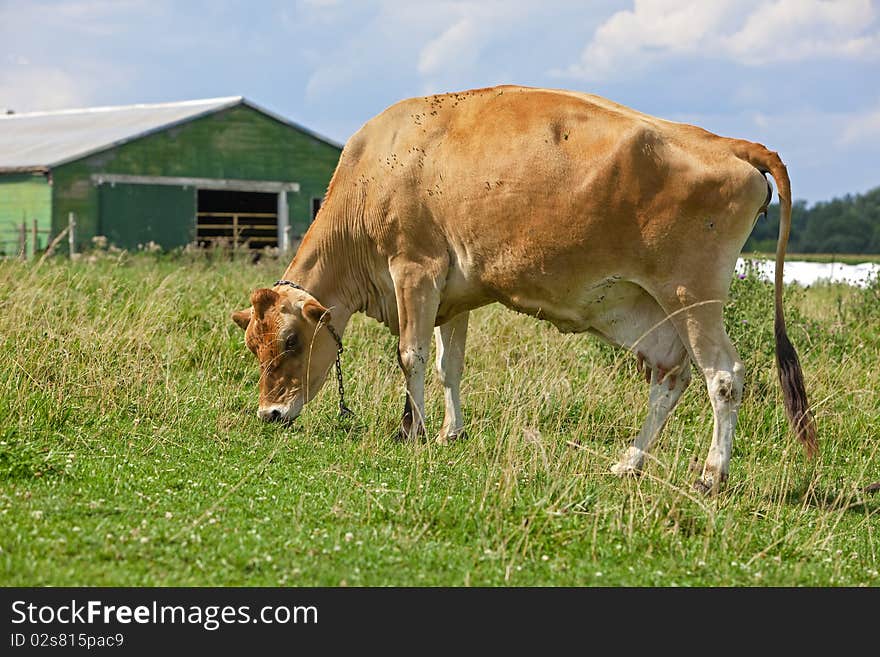 Grazing cow in a farmfield on a sunnt day. Grazing cow in a farmfield on a sunnt day