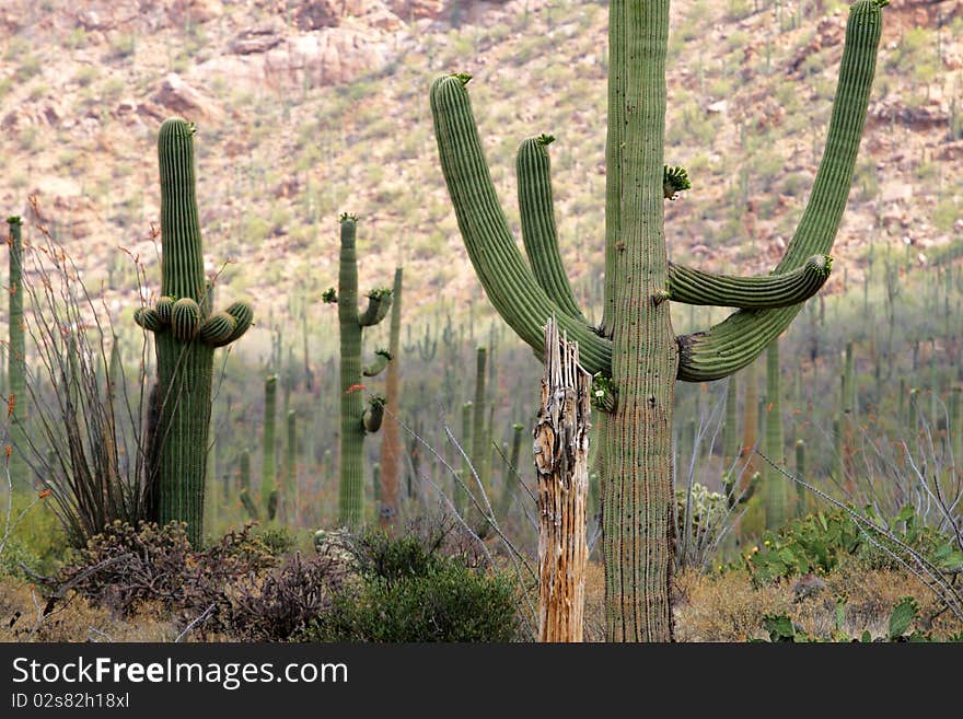 Saguaro National Park, USA