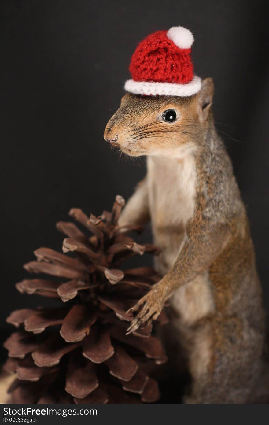 Grey Squirrel Mount