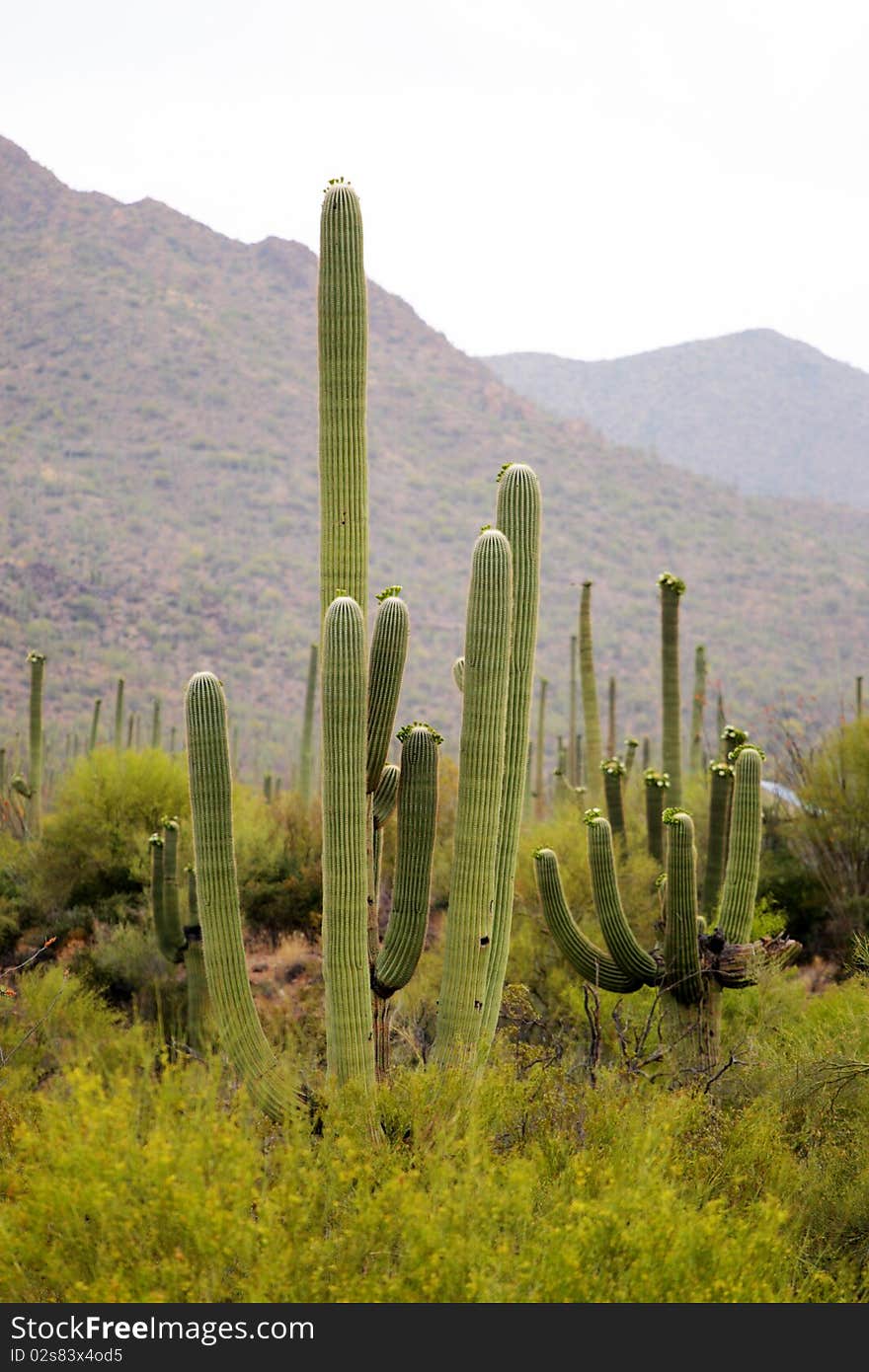 Saguaro National Park, USA